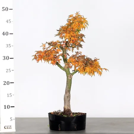 image supplémentaire - Érable "ACER SHISHIGASHIRA"...