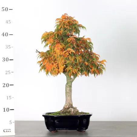 image supplémentaire - Érable "ACER SHISHIGASHIRA"1-3