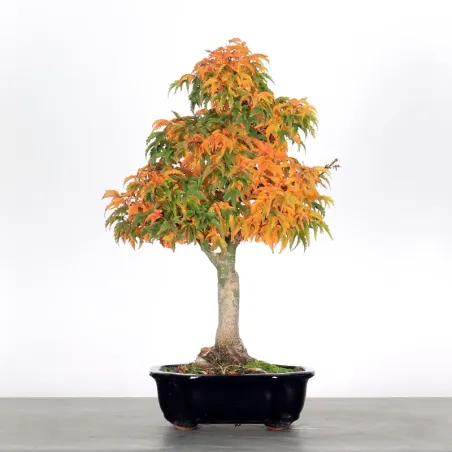 Bonsai Erable Palmatum Shishigashira AS-1-3