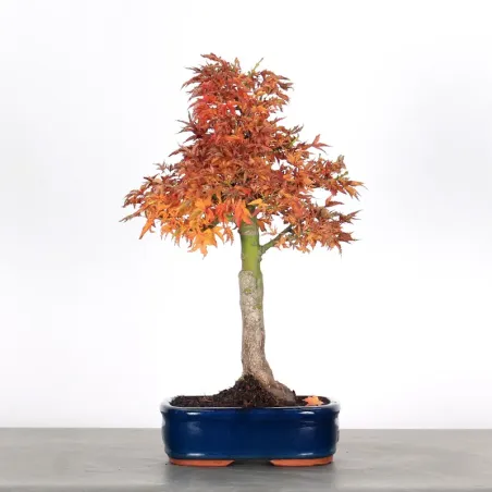 Bonsai Erable Palmatum Shishigashira AS-1-4