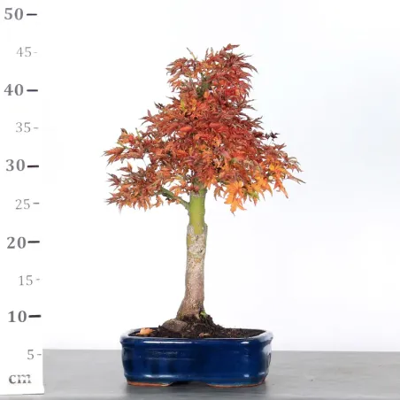 image supplémentaire - Érable "ACER SHISHIGASHIRA"...