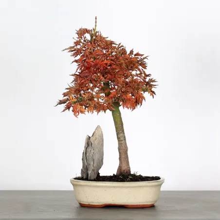Bonsai Erable Palmatum Shishigashira AS-1-5