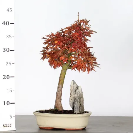 image supplémentaire - Érable "ACER SHISHIGASHIRA"...
