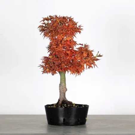 ACER SHISHIGASHIRA BONSAI 1-6