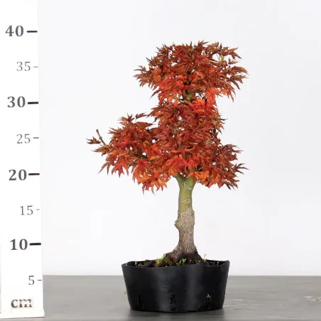 image supplémentaire - ACER SHISHIGASHIRA BONSAI 1-6
