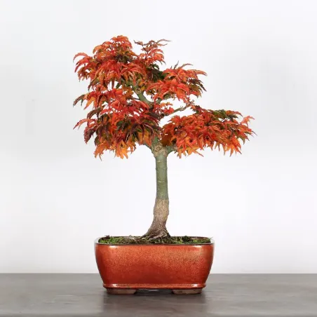 ACER SHISHIGASHIRA BONSAI 1-7
