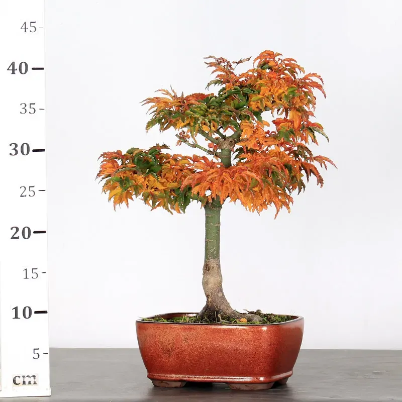 image supplémentaire - Érable "ACER SHISHIGASHIRA"...