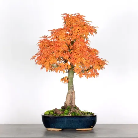 Érable "ACER SHISHIGASHIRA" 1-8