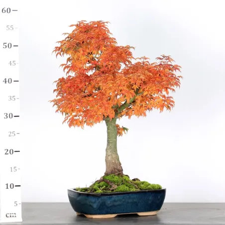 image supplémentaire - ACER SHISHIGASHIRA BONSAI 1-8