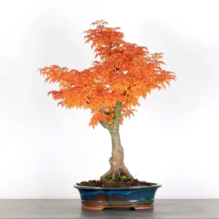 Érable "ACER SHISHIGASHIRA" 1-9