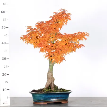 image supplémentaire - Érable "ACER SHISHIGASHIRA"...