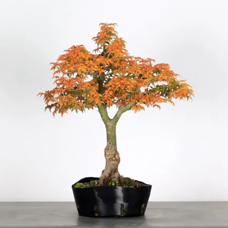 ACER SHISHIGASHIRA BONSAI 1-11
