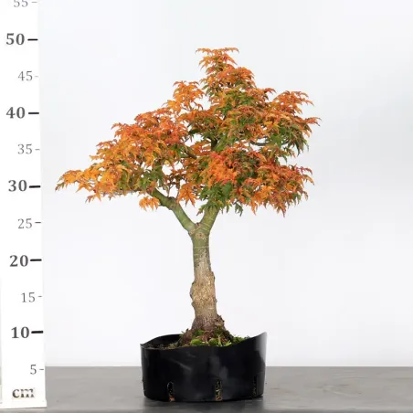 image supplémentaire - Érable "ACER SHISHIGASHIRA"...