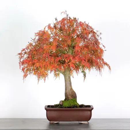 image supplémentaire - ÉRABLE "ACER SEIRYU" 1-1