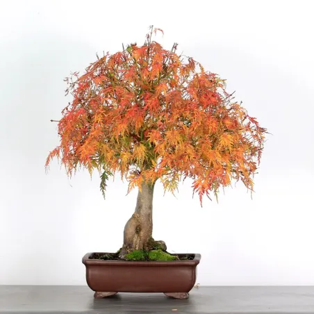 Bonsai Erable Palmatum Seiryu ASE-1-1