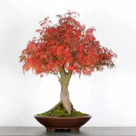 Maple Bonsai Palmatum Seiryu ASE-1-2