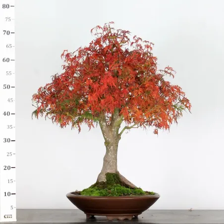 image supplémentaire - ÉRABLE "ACER SEIRYU" 1-2