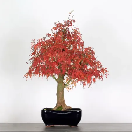 Bonsai Erable Palmatum Seiryu ASE-1-3