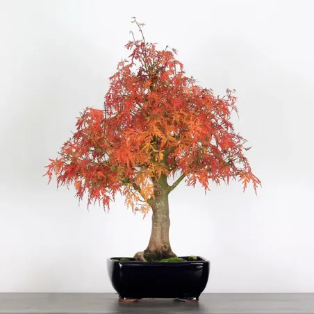 image supplémentaire - ÉRABLE "ACER SEIRYU" 1-3