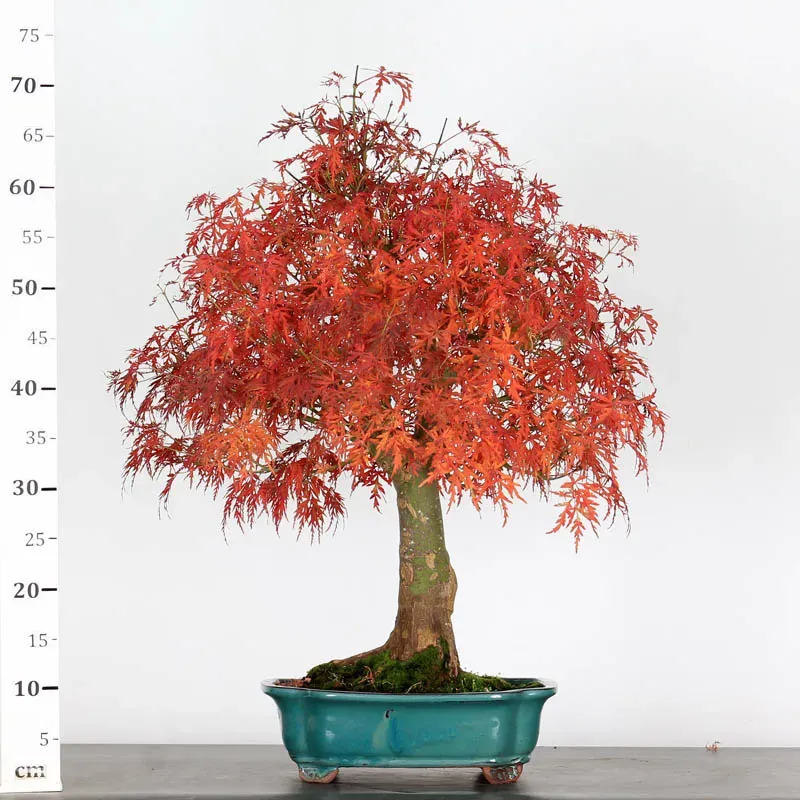 image supplémentaire - ÉRABLE "ACER SEIRYU" 1-4