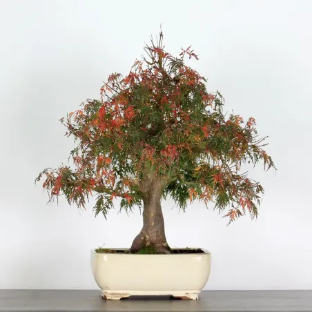Bonsaï érable du japon "acer palmatum seiryu" 1-5