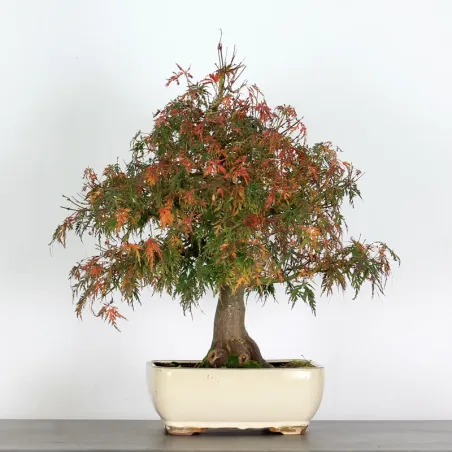 image supplémentaire - ACER SEIRYU 1-5