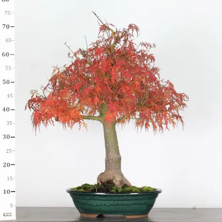 image supplémentaire - ÉRABLE "ACER SEIRYU" 1-6