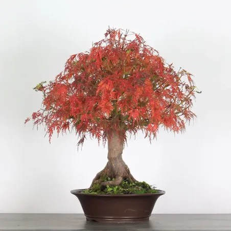 image supplémentaire - ACER SEIRYU 1-7