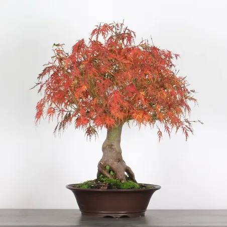 Bonsai Erable Palmatum Seiryu ASE-1-7
