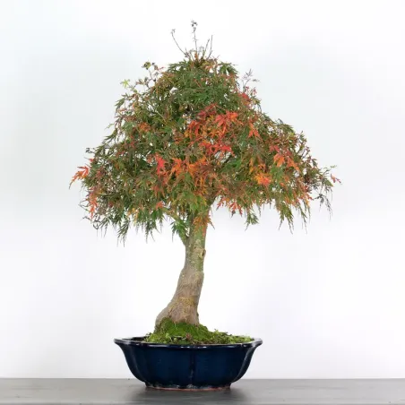 image supplémentaire - ACER SEIRYU 1-8