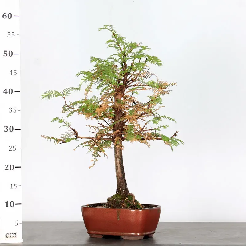 image supplémentaire - METASEQUOIA ME-1-1