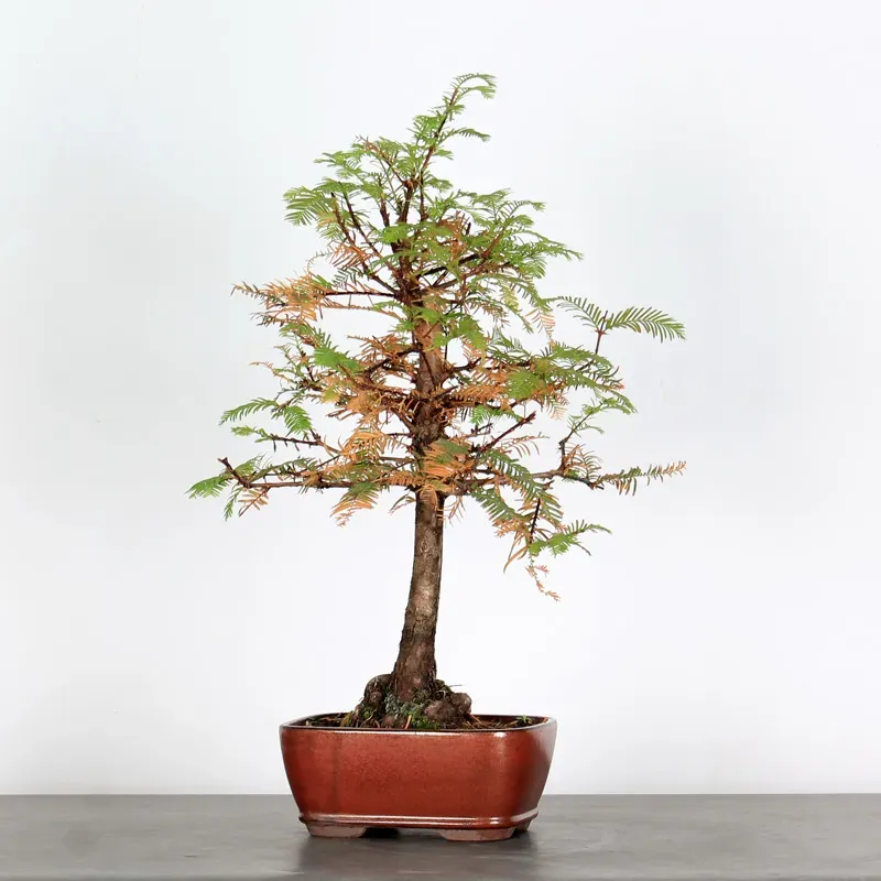 Bonsai METASEQUOIA ME-1-1