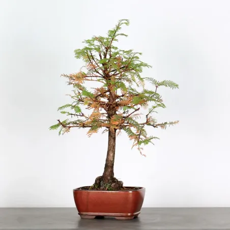 Bonsai METASEQUOIA ME-1-1