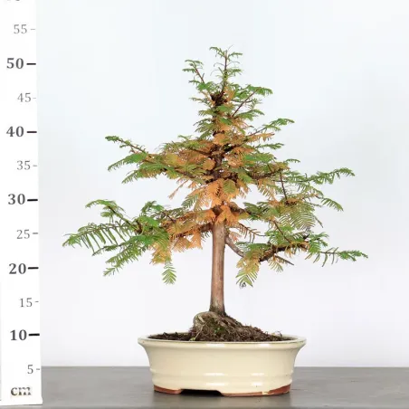 image supplémentaire - MÉTASÉQUOIA 1-2