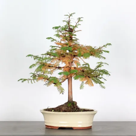 Bonsai MÉTASÉQUOIA ME-1-2