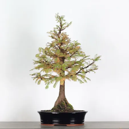 Bonsai MÉTASÉQUOIA ME-1-3