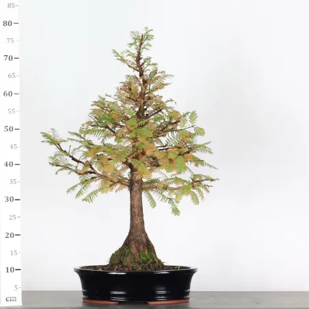 image supplémentaire - METASEQUOIA ME-1-3