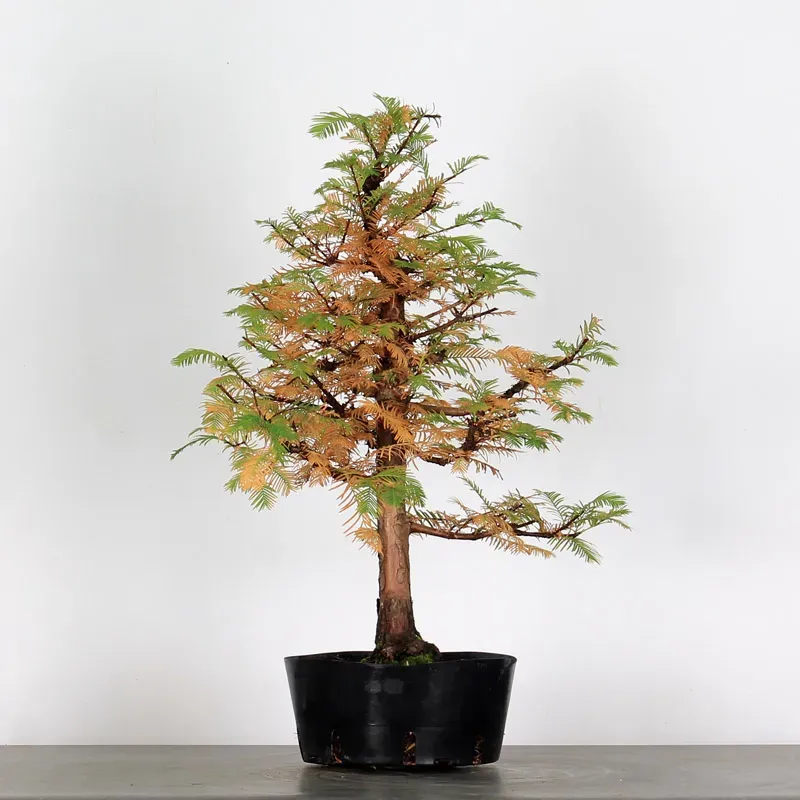 Bonsai METASEQUOIA ME-1-6