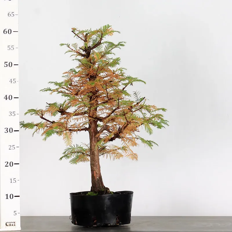 image supplémentaire - METASEQUOIA ME-1-6