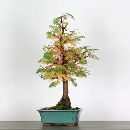 Bonsai METASEQUOIA ME-1-10