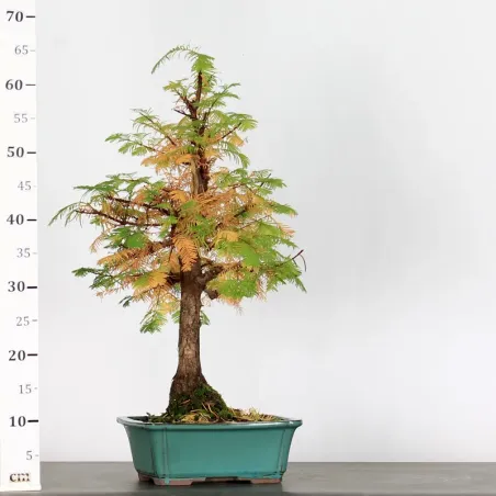 image supplémentaire - METASEQUOIA ME-1-10