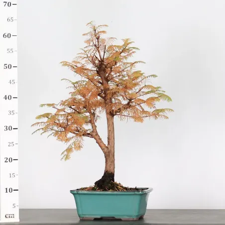 image supplémentaire - METASEQUOIA ME-1-11