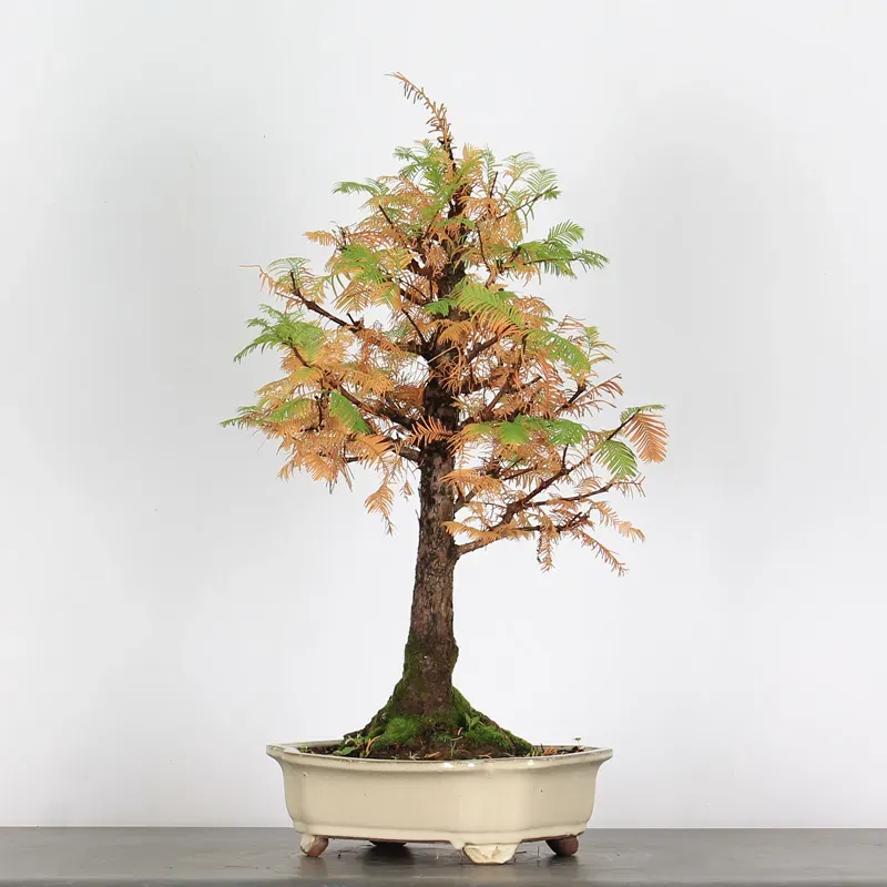 Bonsai Metasequoia ME-2-1