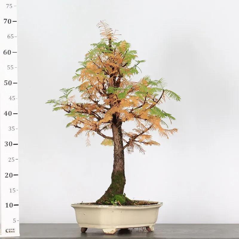 image supplémentaire - METASEQUOIA ME-2-1