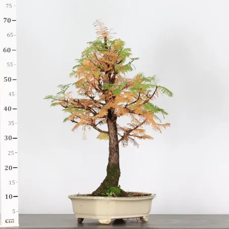 image supplémentaire - METASEQUOIA ME-2-1