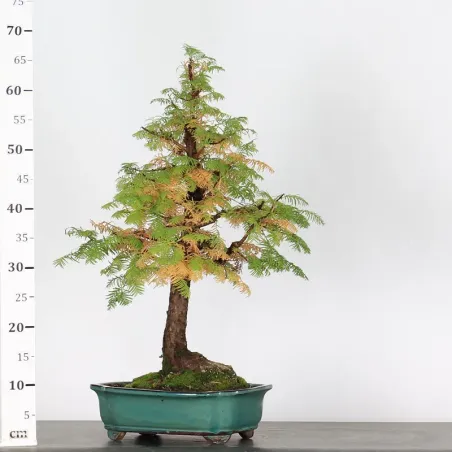 image supplémentaire - MÉTASÉQUOIA ME-2-2