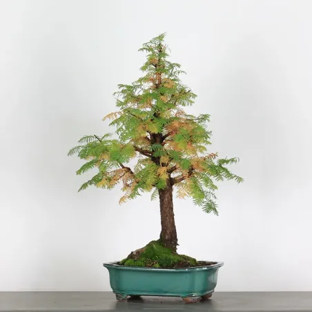 Bonsai Métaséquoia ME-2-2