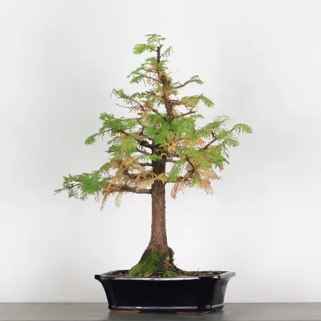 image supplémentaire - MÉTASÉQUOIA 2-3