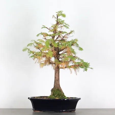 Bonsai Métaséquoia ME-2-3