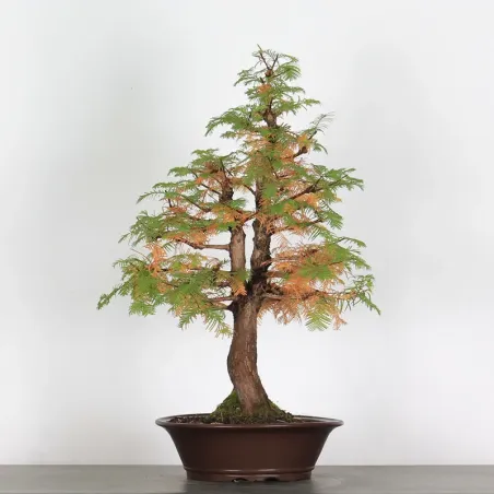 Bonsai Métaséquoia ME-2-4